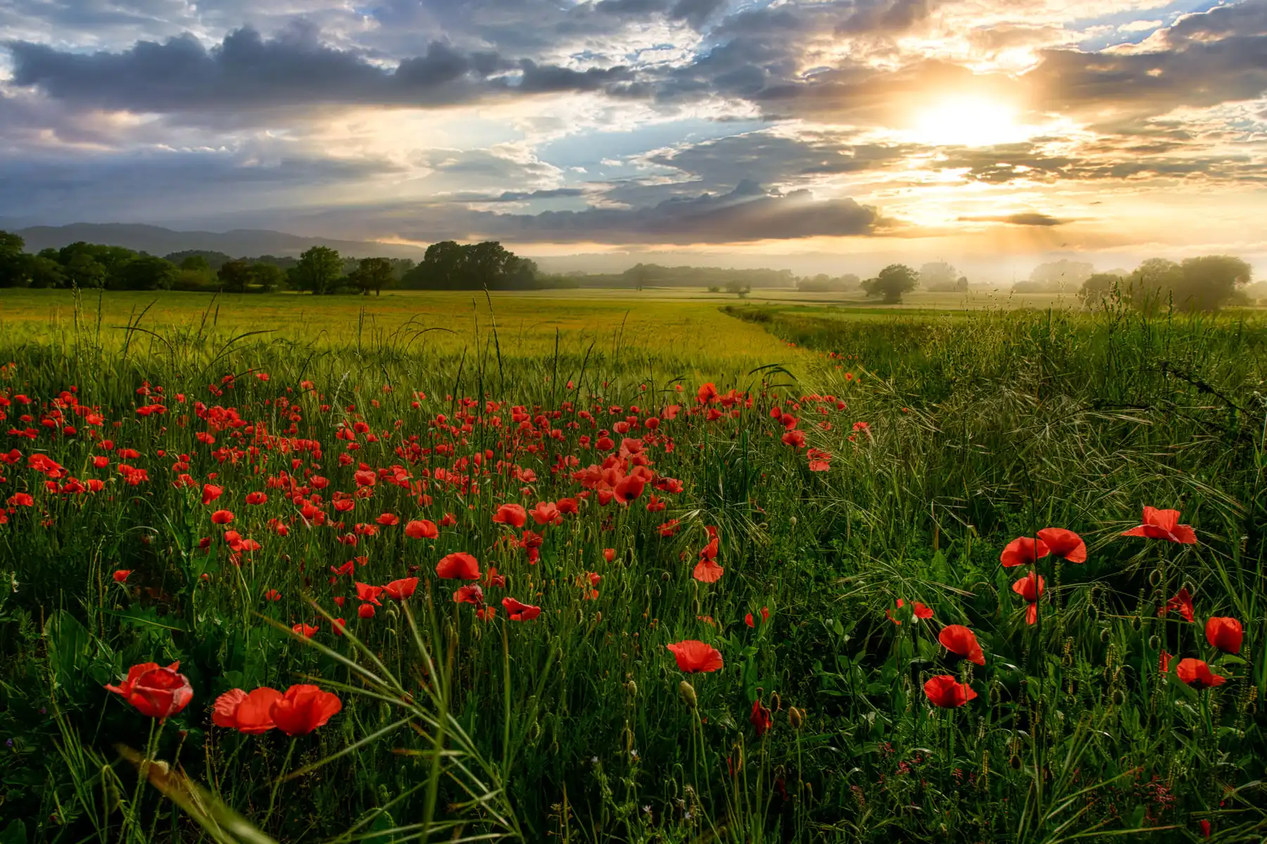 Naturaleza